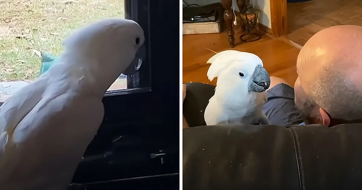 Loyal Cockatoo Can't Wait for Dad to Get Home From Work Every Day