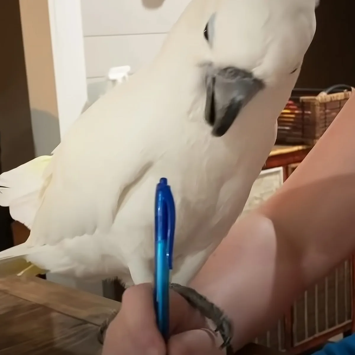 A white cockatoo perches on a person's hand, holding a blue pen.