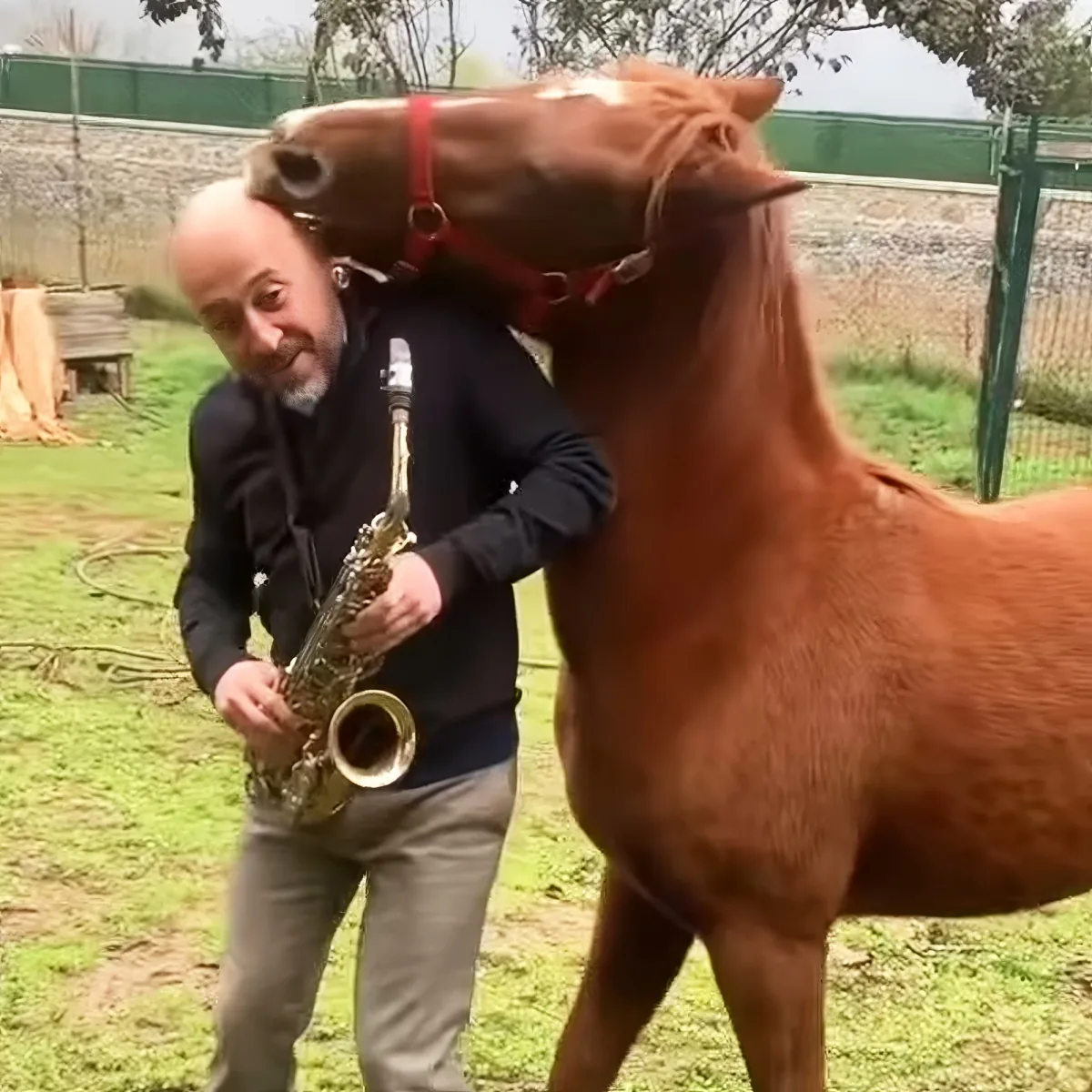 Horse with owner