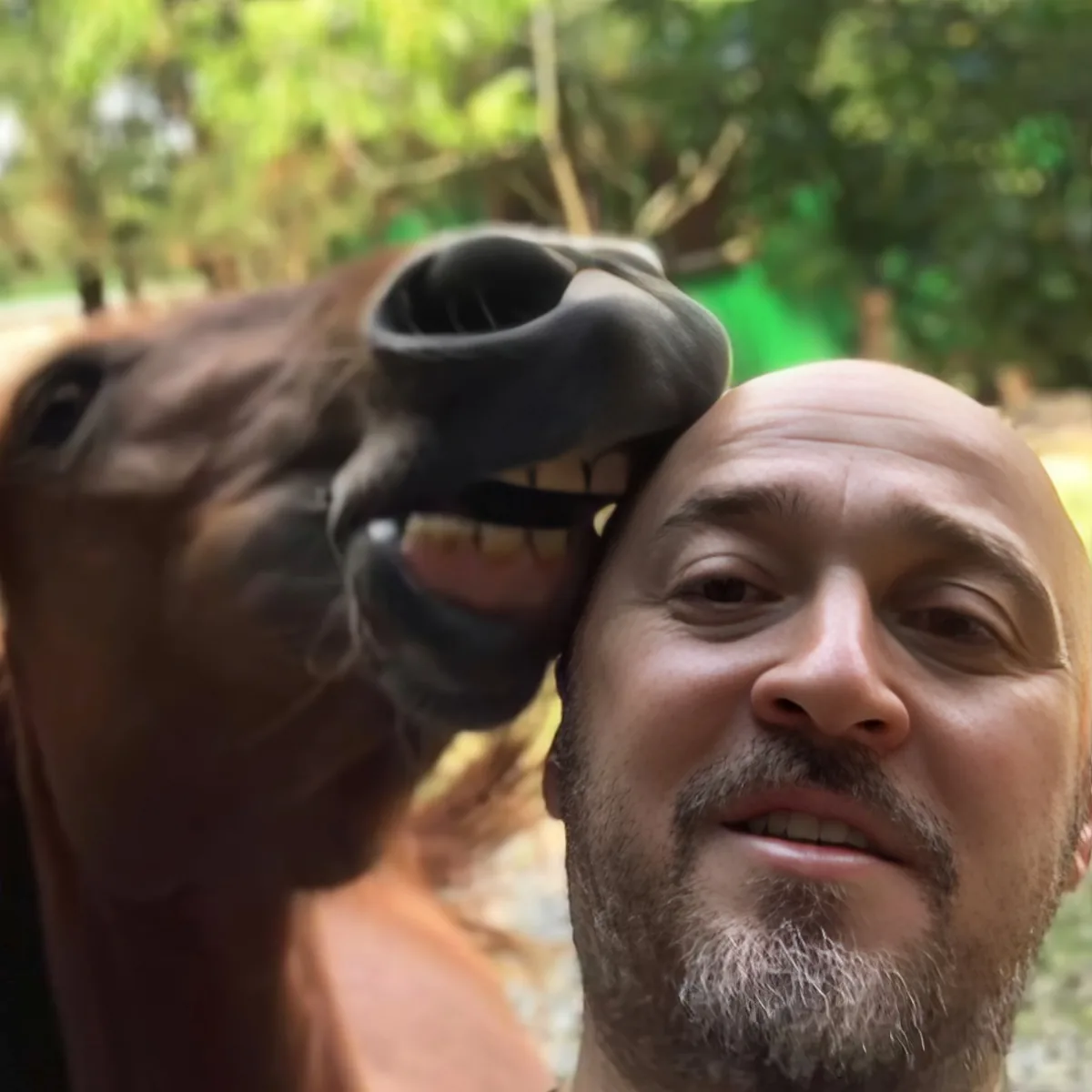 Horse with owner