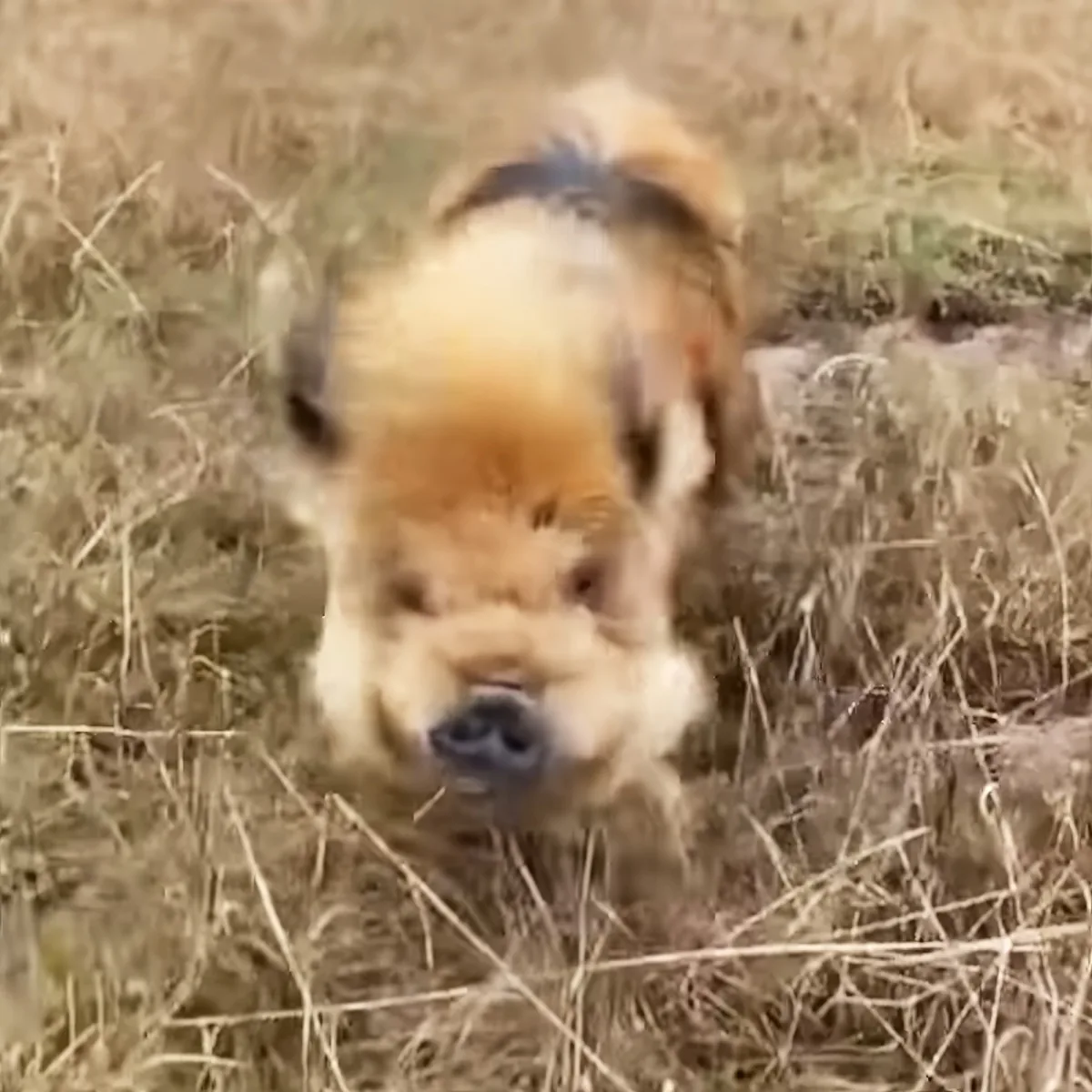 A dog with a fluffy coat and a black nose is running through tall grass.