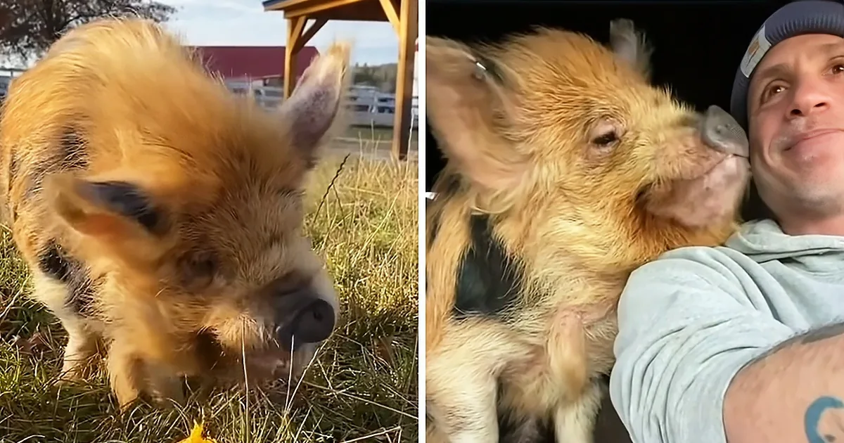 Adorable Rescue Pig Loves to Cuddle With Human Dad