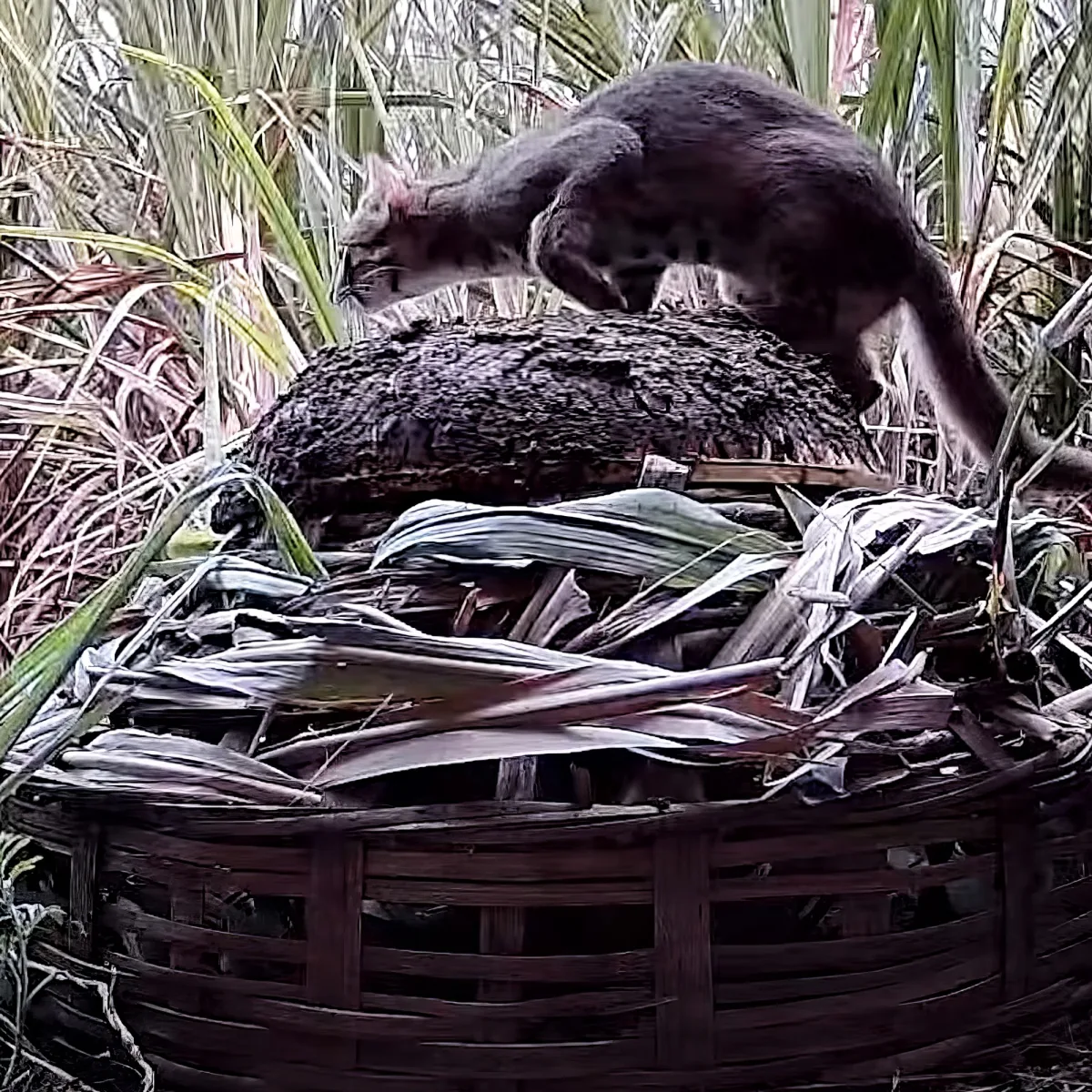 A cat explores a woven basket filled with dried leaves amidst tall grass.