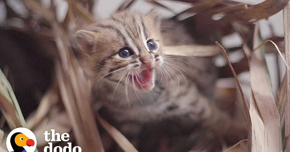 Tiny Wild Kittens Reunite With Mama Thanks to Persistent Rescuers