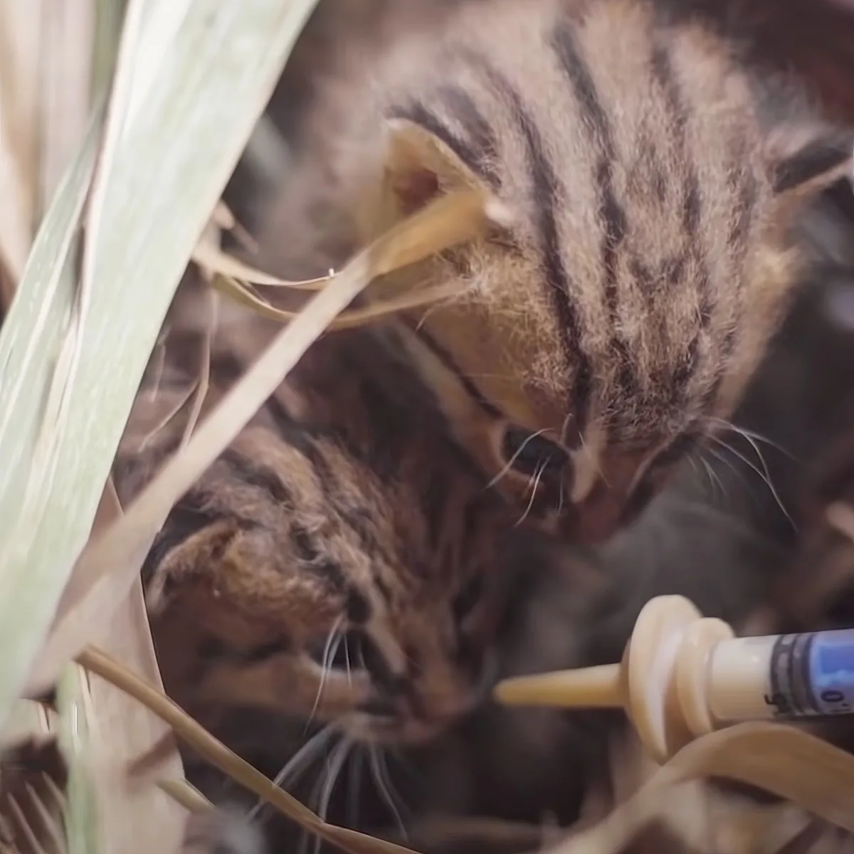 Tiny wild kitten