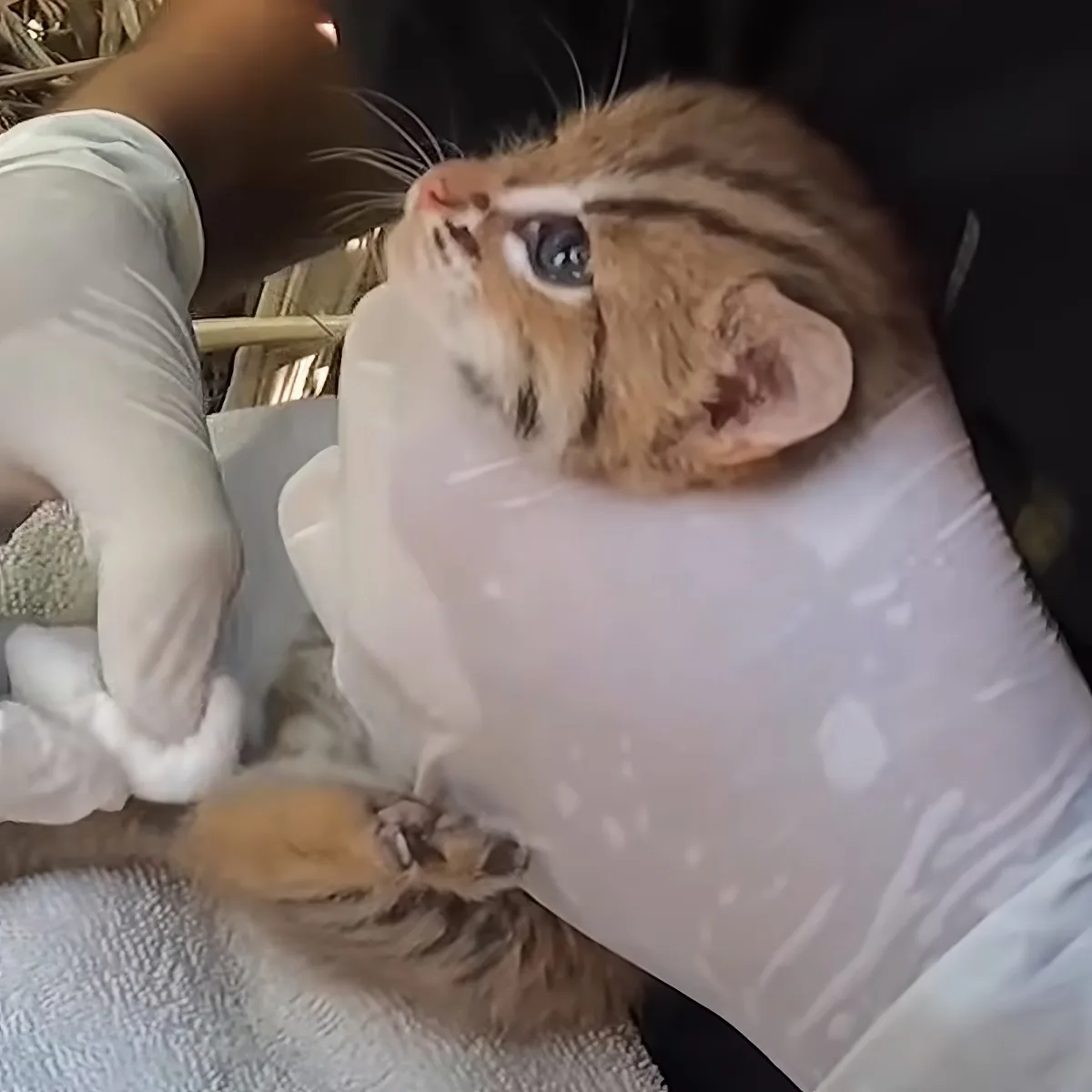 Tiny wild kitten