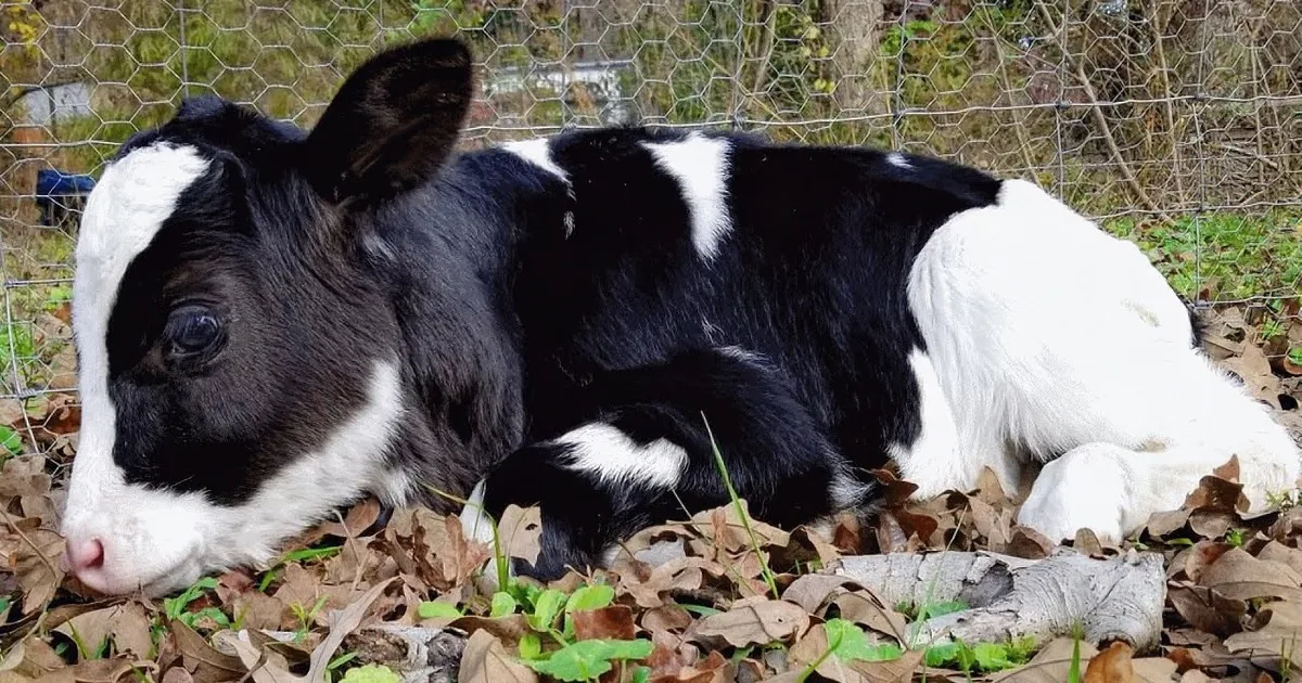 Cow''s Life Is Changed Forever When a Loving Family Accepts Her as Their Own