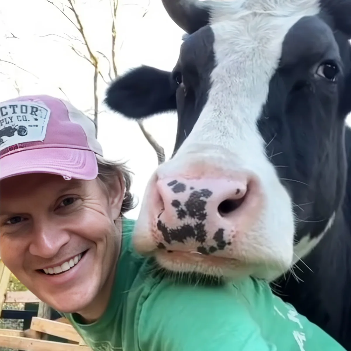 Cow with owner