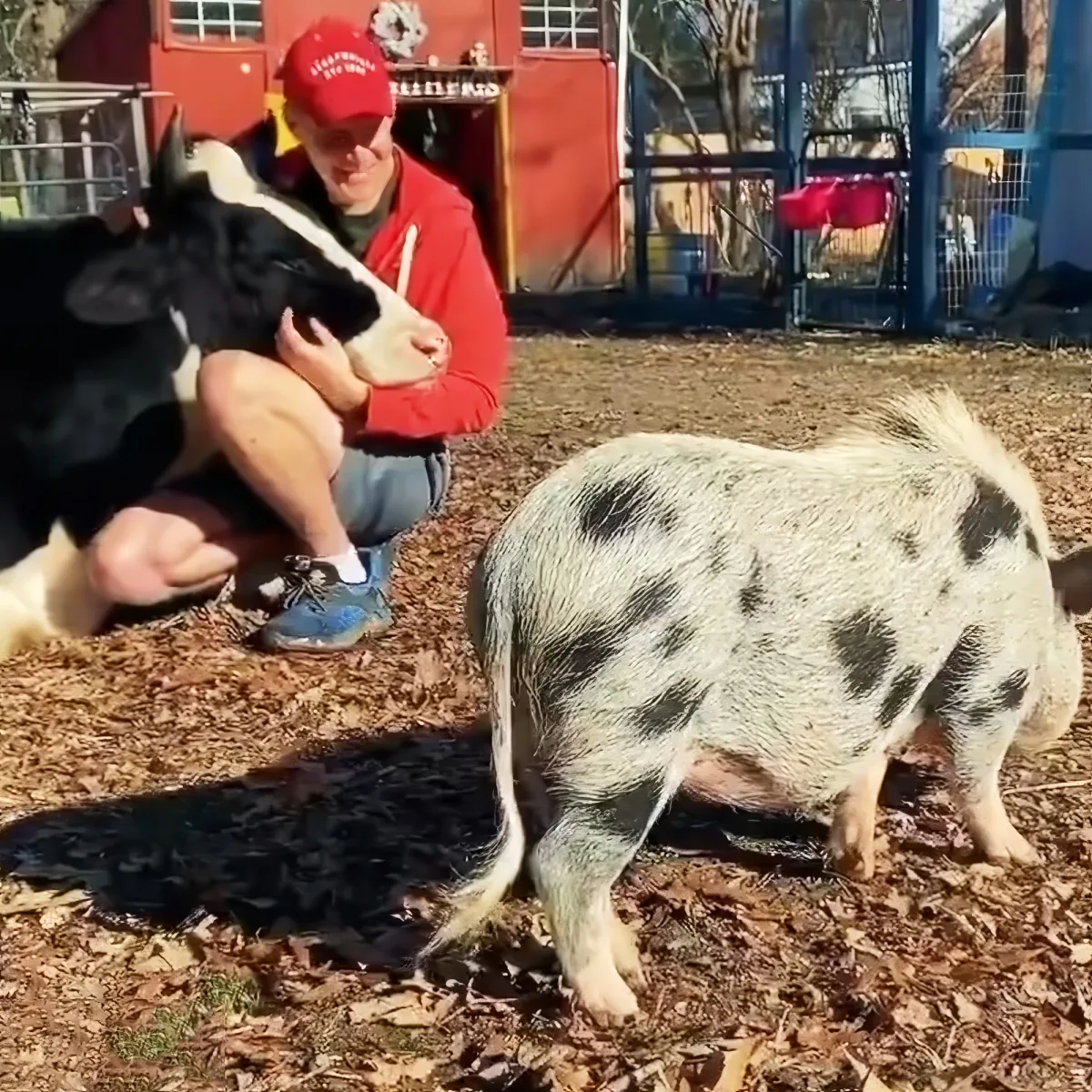 A person in a red hoodie pets a black and white cow while a spotted pig walks nearby on a leafy ground.