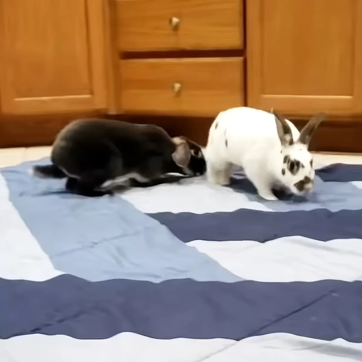 Two rabbits, one black and one white with black spots, are facing each other on a striped blue and white blanket.