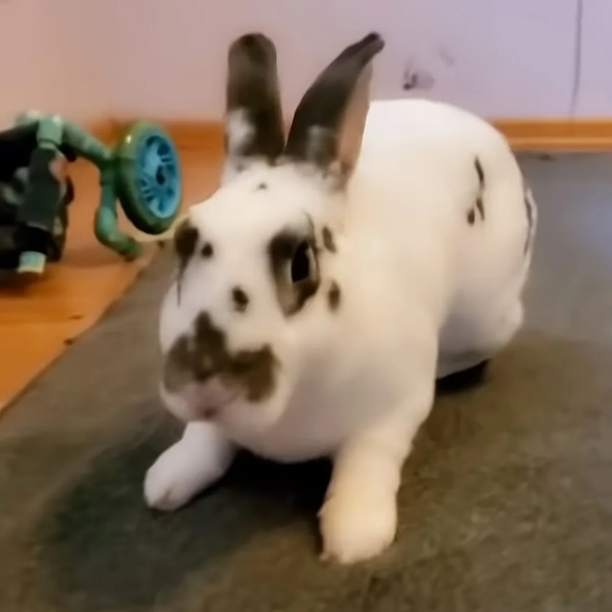 A white and brown spotted rabbit sits on a carpet, looking directly at the camera.