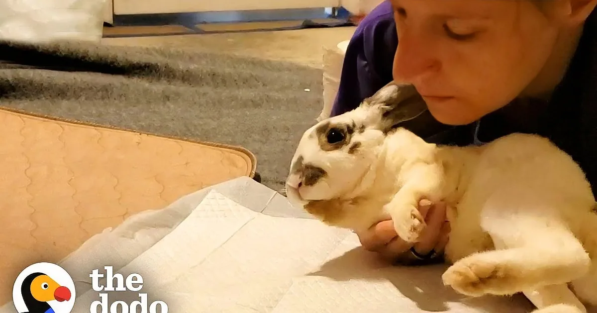 Determined Bunny Surprises Rescuer by Learning to Hop Again