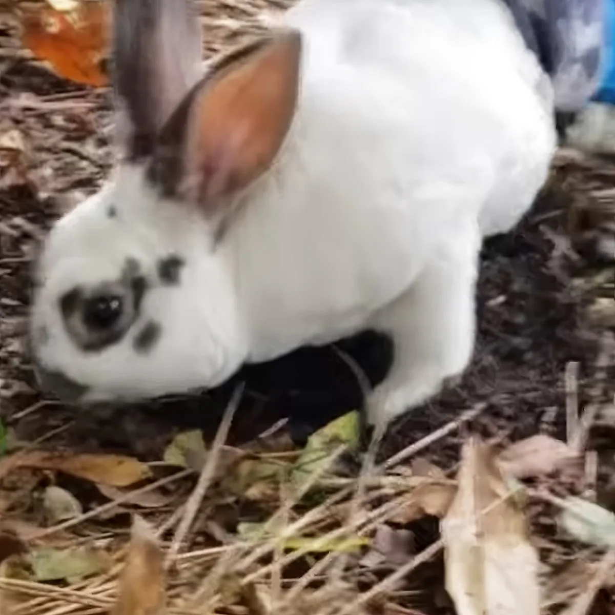 A white rabbit with black spots and orange ears is eating grass on the ground.