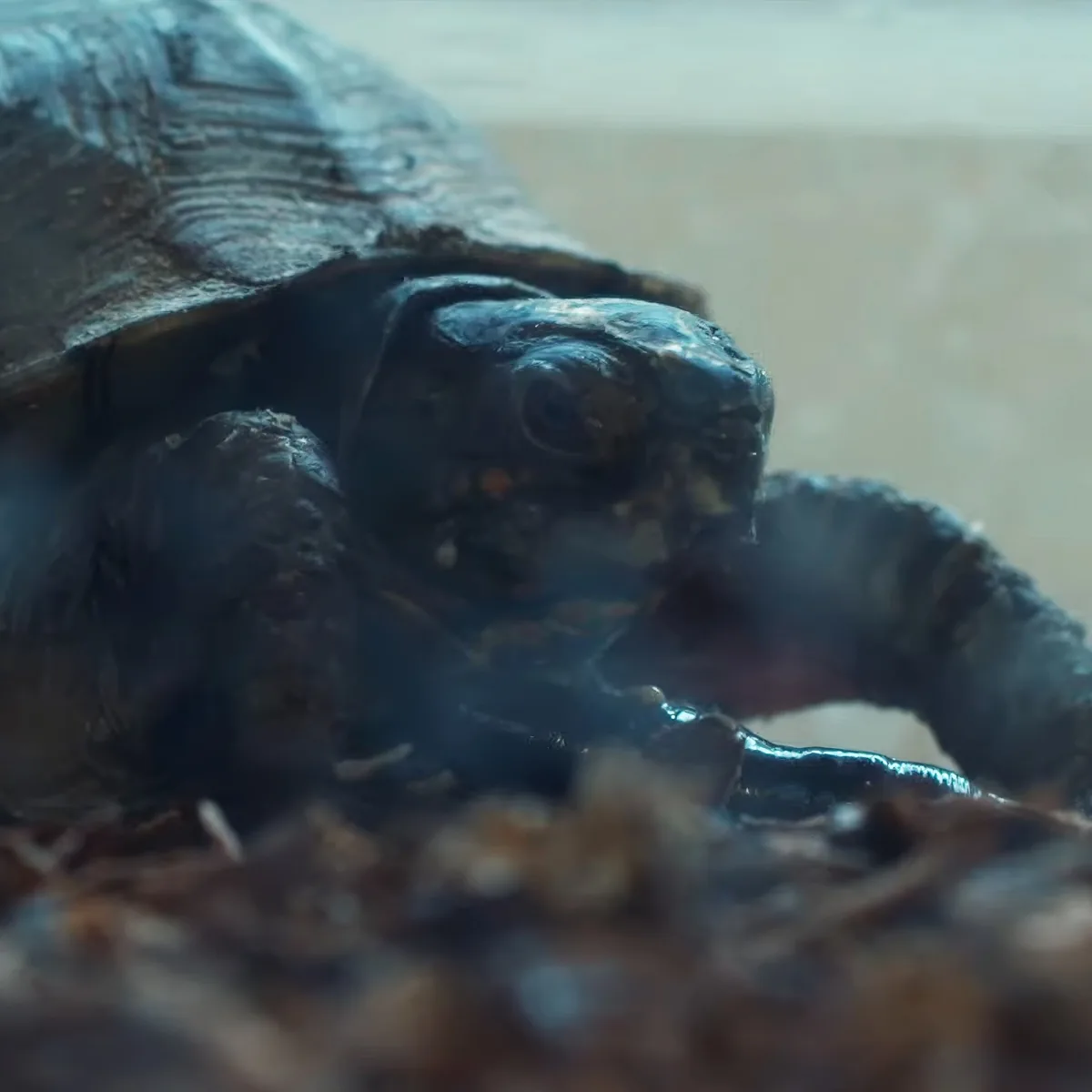 A close-up of a turtle with its head and front legs extended, resting on a leafy surface.