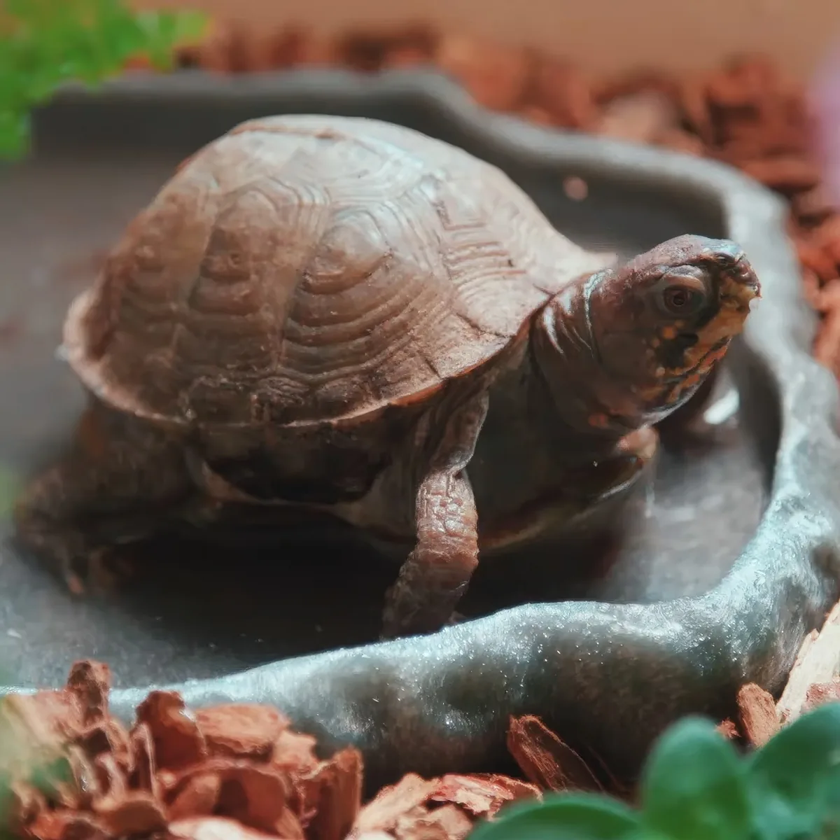A turtle with a textured shell sits on a dark, curved surface surrounded by wood chips and greenery.