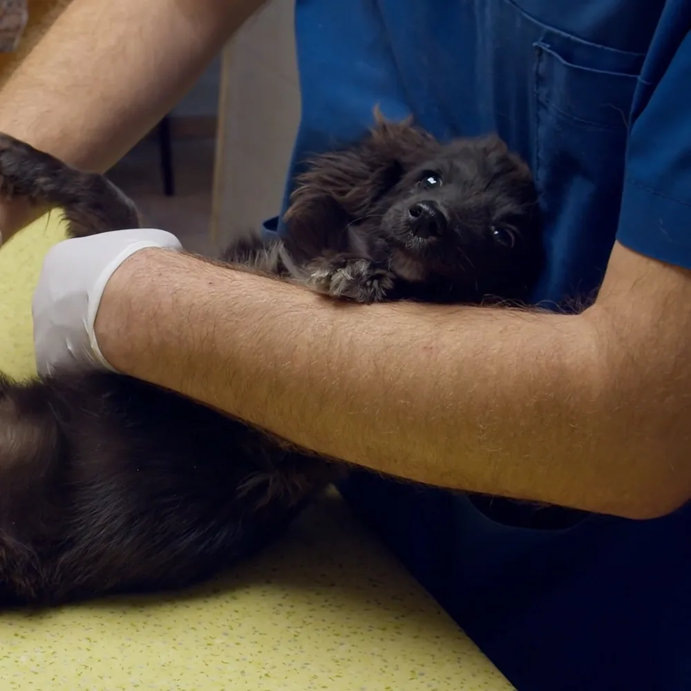 A small black puppy with blue eyes is being held by a person wearing a blue shirt and white gloves.