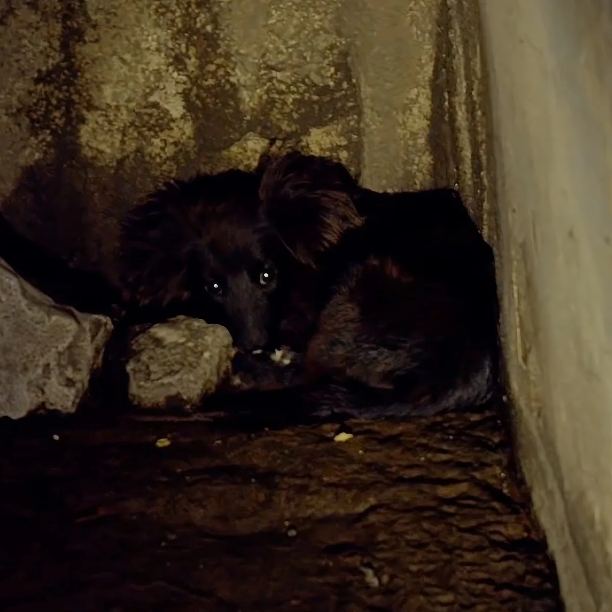 A small, dark-furred dog with a concerned expression is nestled in a dimly lit, rocky corner.