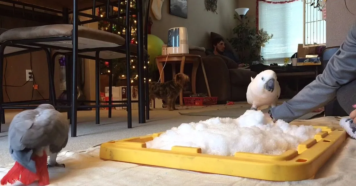 Handsome Cockatoo Enjoys His First Time Playing With Snow