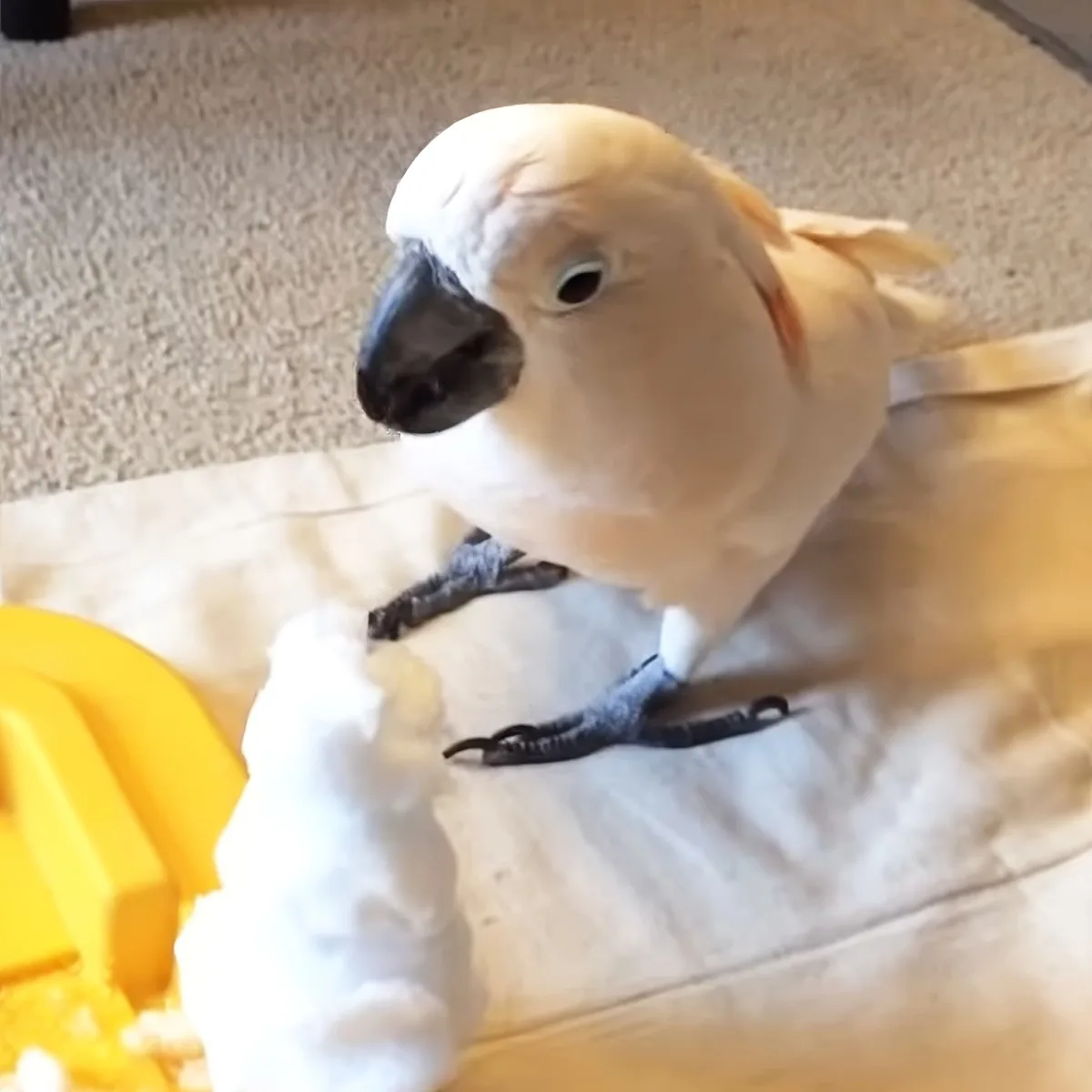 A white cockatoo perches on a cloth, looking at a yellow object with curiosity.
