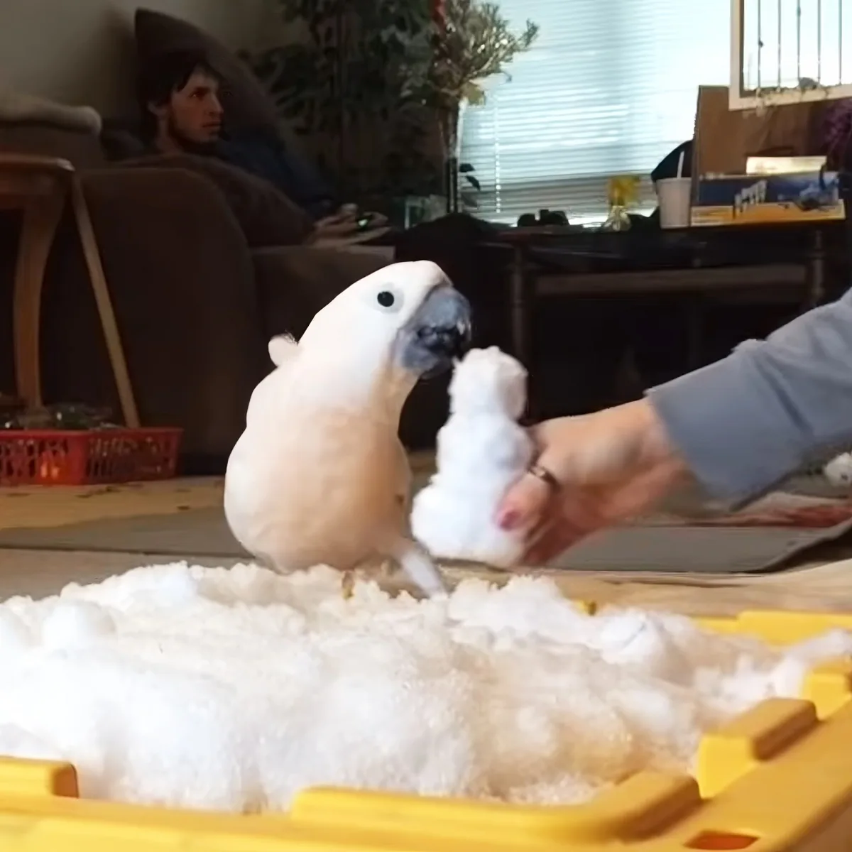 A white cockatoo perches on a fluffy white surface as a hand holds a small white object nearby.