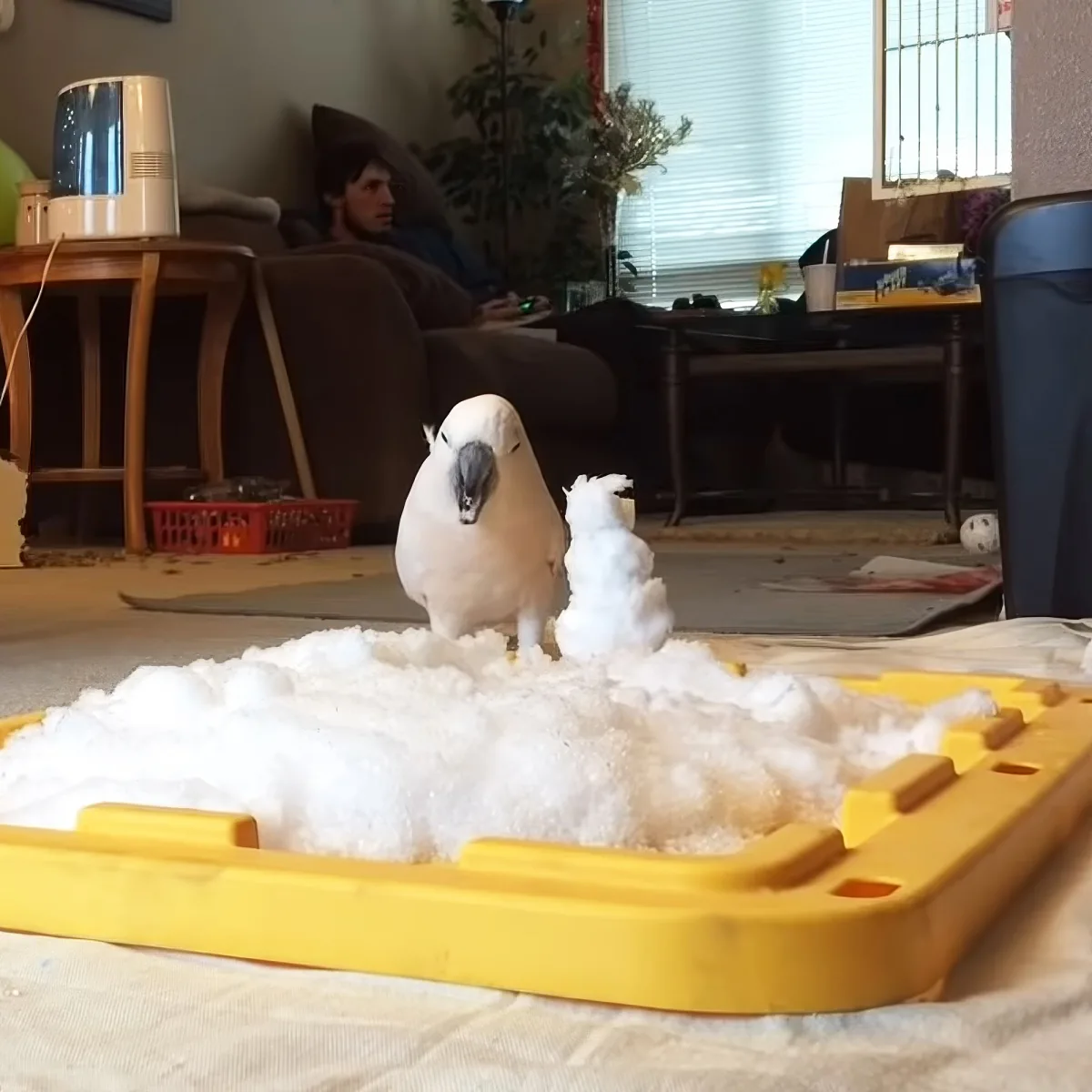 A white cockatoo stands on a yellow tray filled with white foam, with a person relaxing in the background.