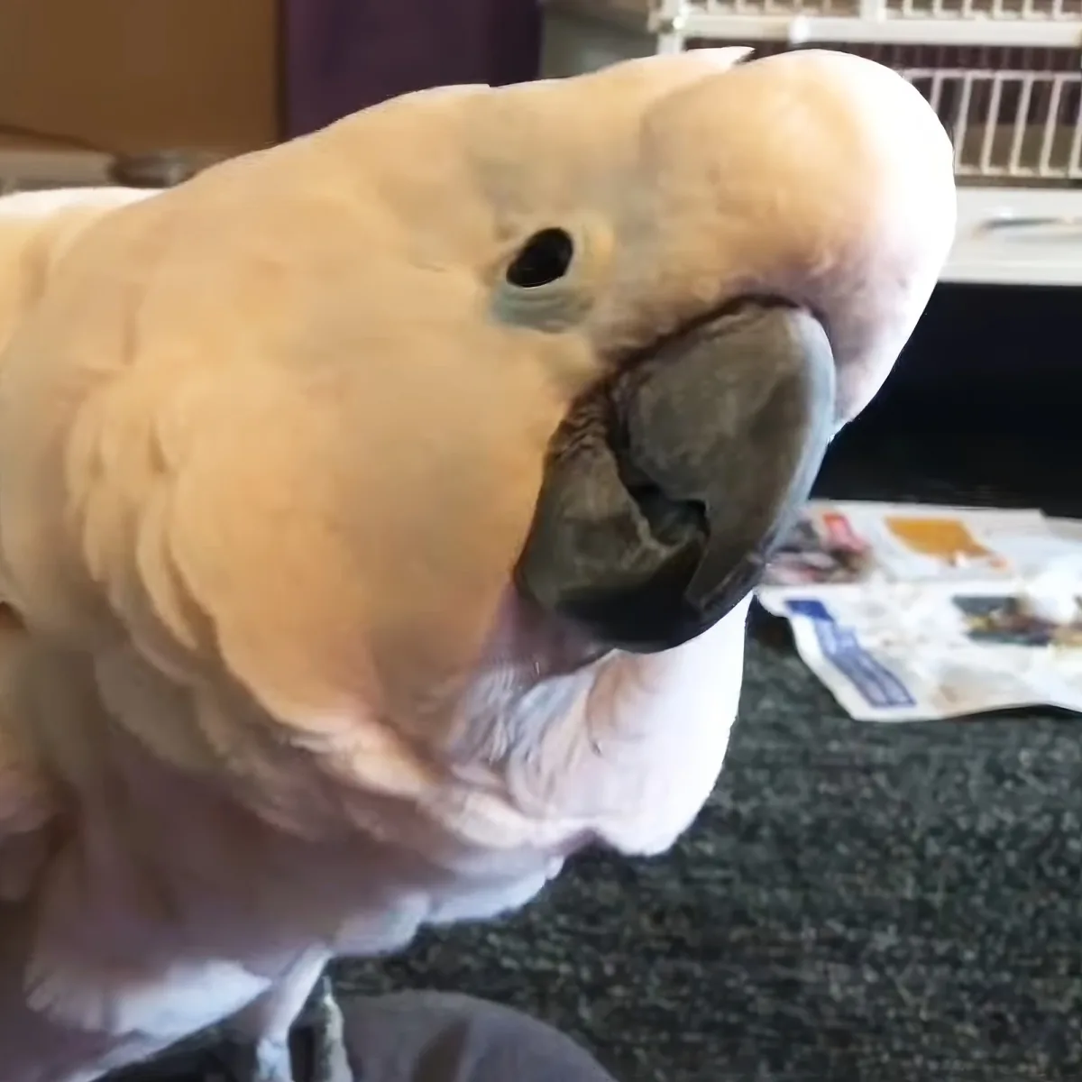 A close-up of a light-colored parrot with a large beak, looking directly at the camera.