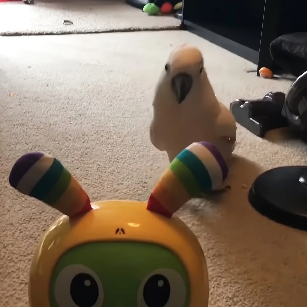 A cockatoo stands near a colorful toy with rainbow-striped handles on a carpeted floor.