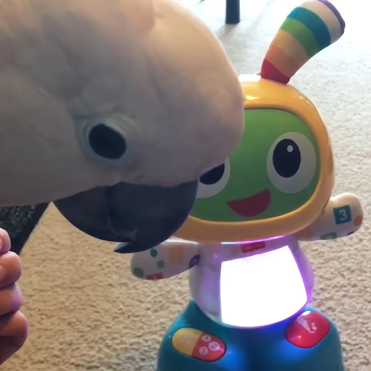 A parrot interacts with a colorful, smiling toy robot on a carpeted floor.