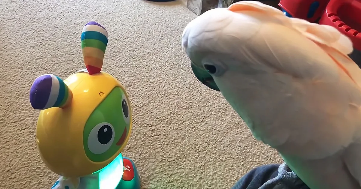 Cockatoo Discovers Baby's New Toys and His Reaction Is Priceless