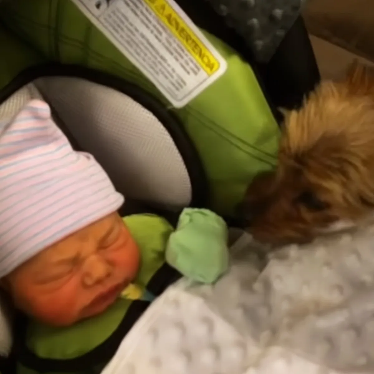 Dog looking at baby