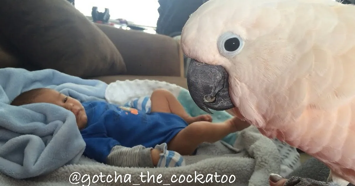 Intrigued Cockatoo Meets Human Mom's New Baby