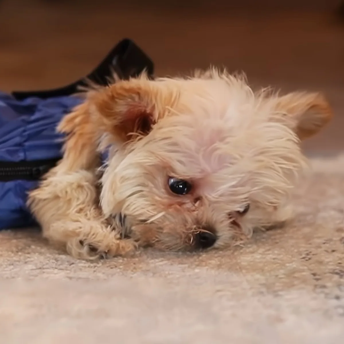 A fluffy, light-colored dog lies on a carpet, looking slightly tired or sad.