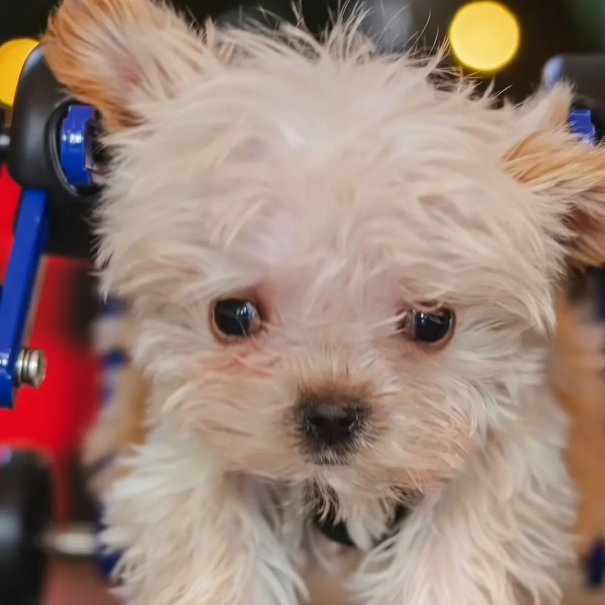 A fluffy white dog with a curious expression, surrounded by colorful equipment.