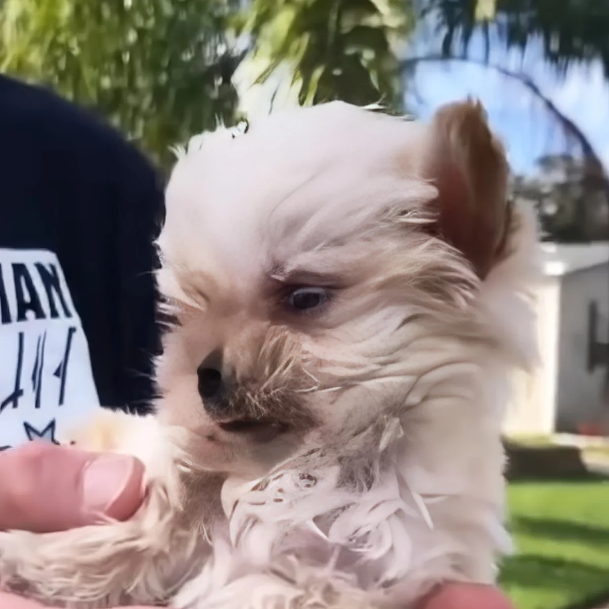 A fluffy white dog with a slightly sad expression is being held by a person.