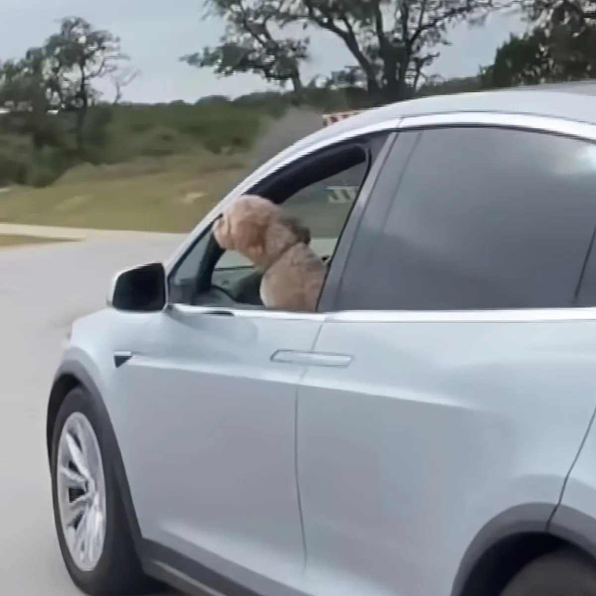 A dog is sticking its head out of the window of a moving silver car.