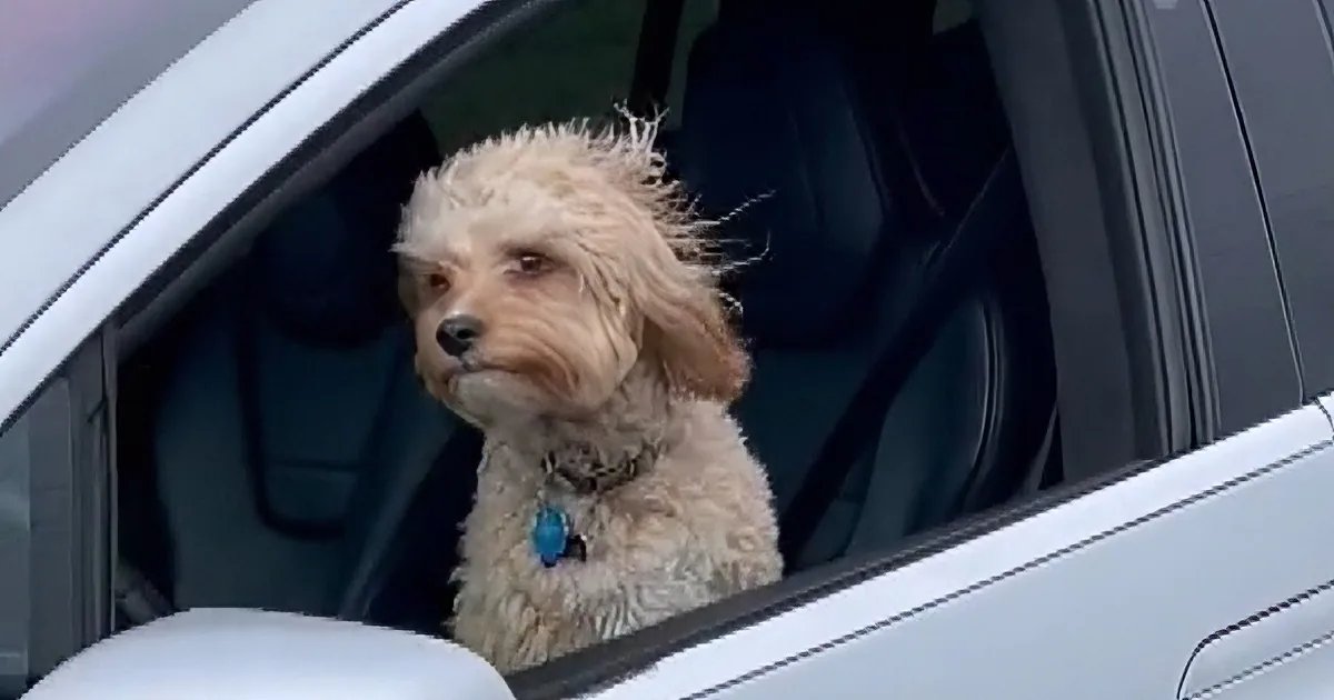 A fluffy dog with a light-colored coat sits in a car, looking out the window.