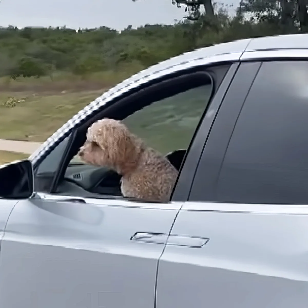 A fluffy, light-brown dog leans out of a car window, gazing ahead with a curious expression.