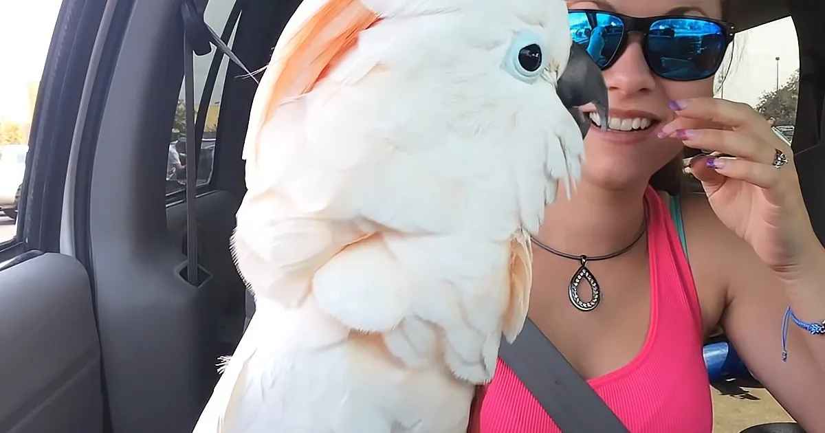 Cheeky Cockatoo Shares Strong Opinions With Unsuspecting Walmart Shoppers
