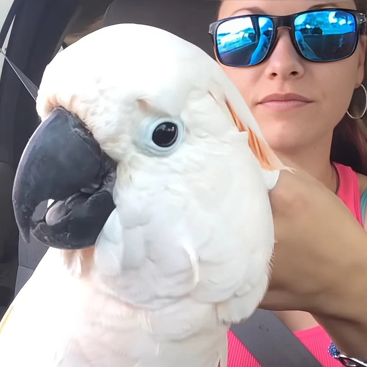 A white cockatoo with a black beak is perched on a person's hand, with a car seat and sunglasses visible in the background.