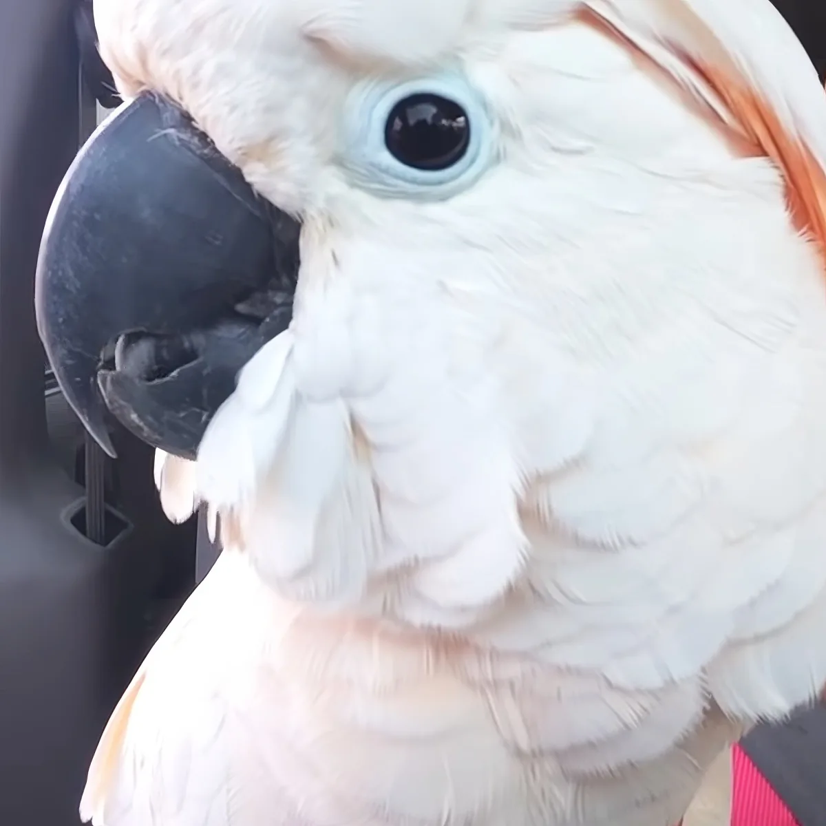 A white cockatoo with blue eyes and a black beak is perched on a black object.