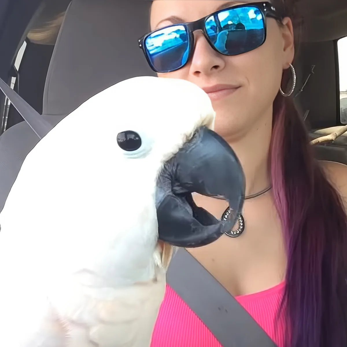 A woman wearing sunglasses and a pink top is holding a white cockatoo in a car.