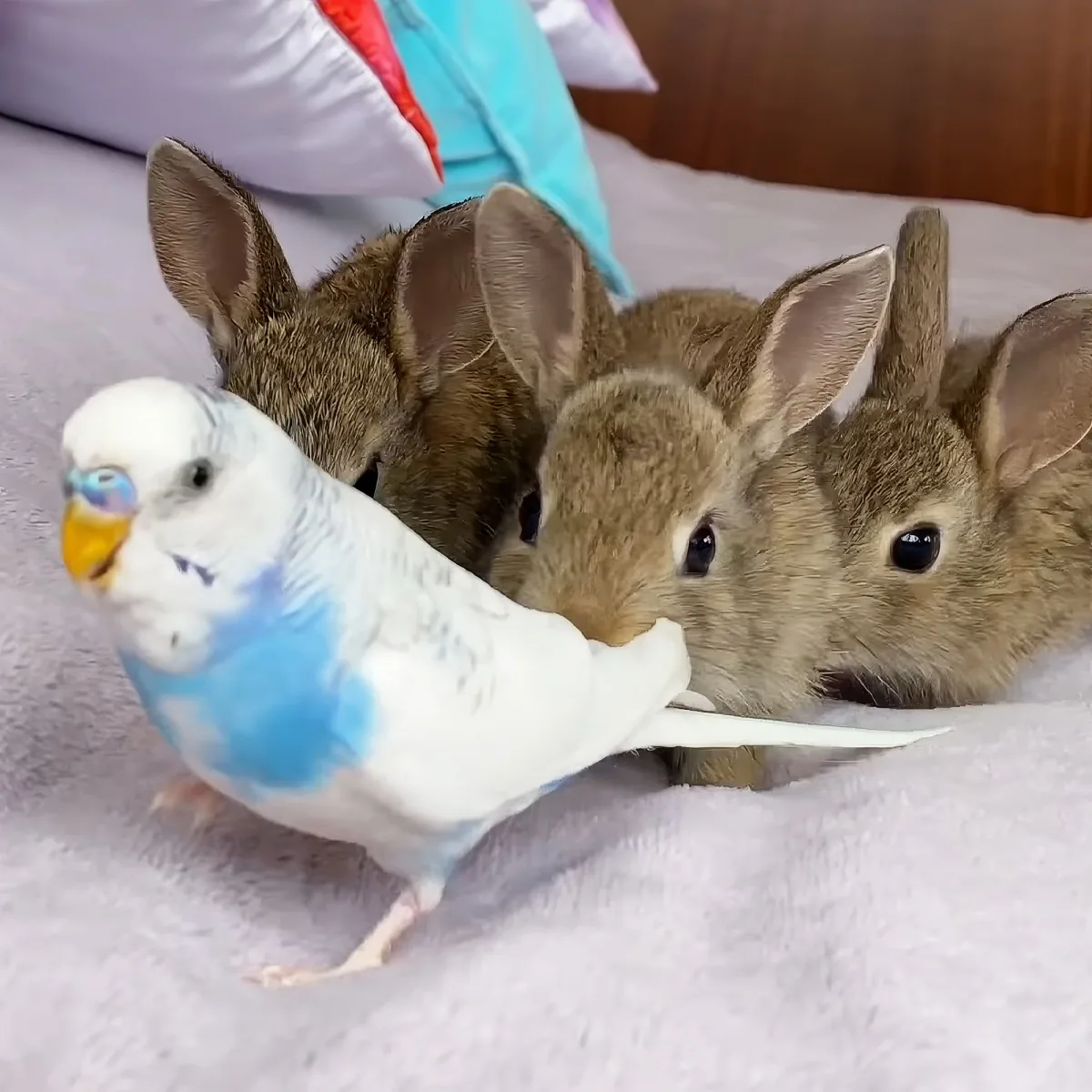 Baby bunnies and budgie