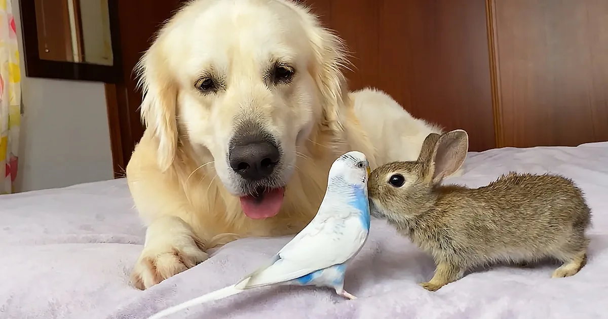 Golden Retriever and Baby Bunnies Meet Adorable Budgie for the First Time