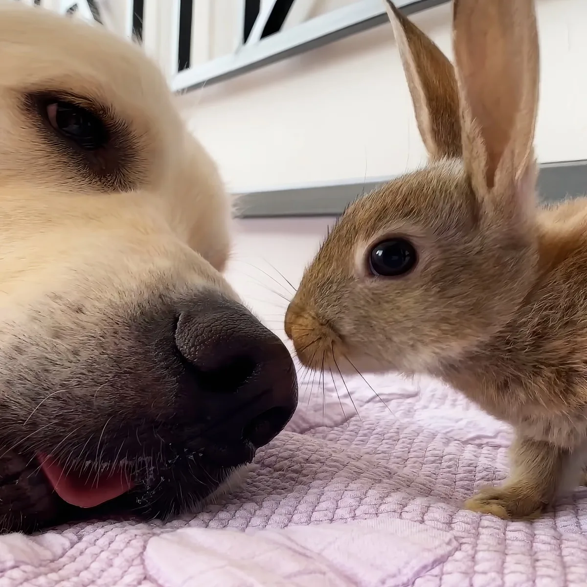 Golden Retriever, baby bunnies