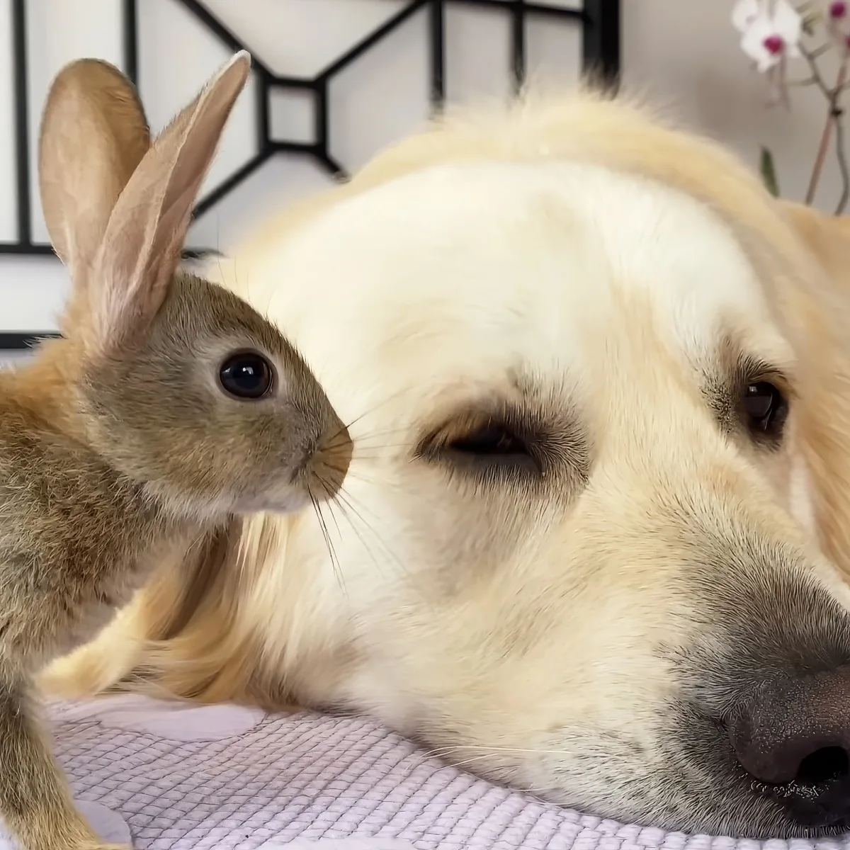 Golden Retriever, baby bunnies