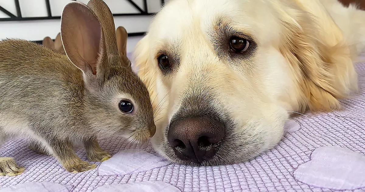 Kindhearted Baby Bunnies Comfort Sad Golden Retriever