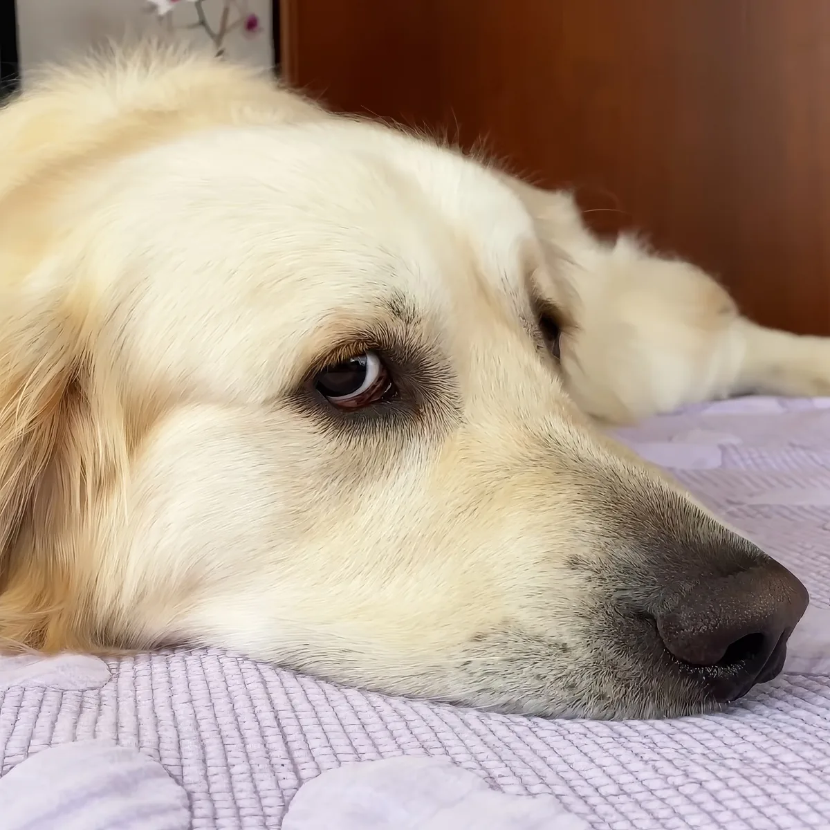 A golden retriever rests its head on a purple patterned surface, gazing softly with a calm expression.