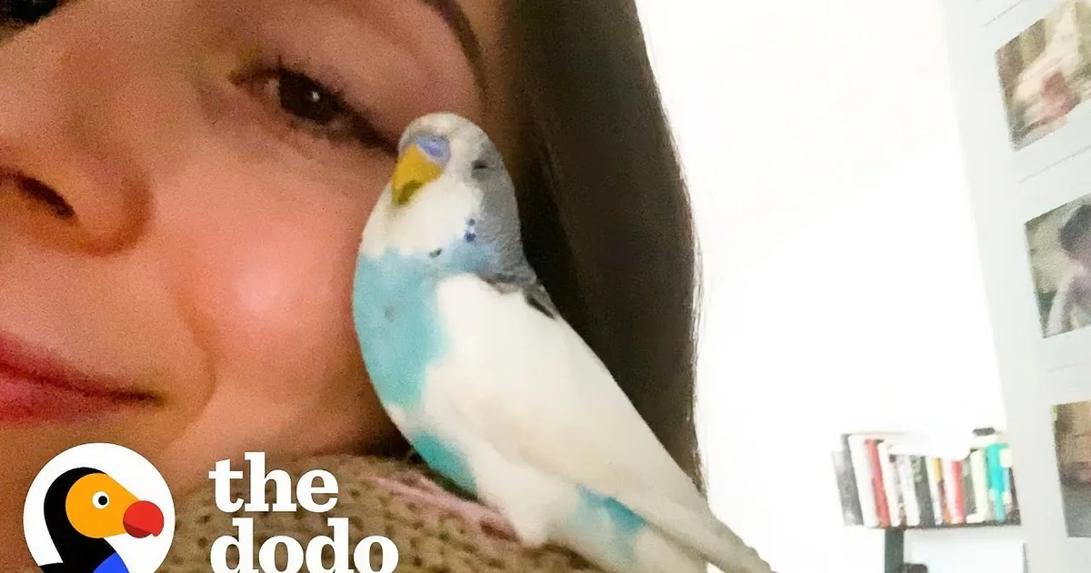 A blue and white parakeet perches on a person's nose, showcasing its curious and playful behavior.