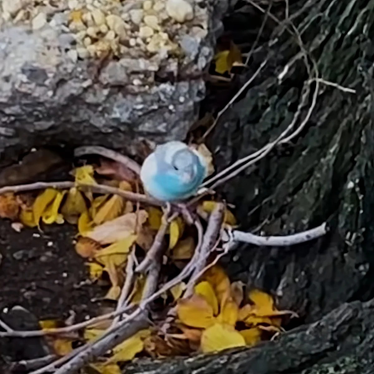 A small blue object, possibly a snail, rests on a bed of yellow leaves and twigs.