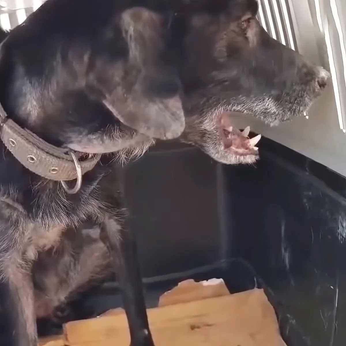 A German Shepherd dog wearing a collar is looking out of a window, with its head and front paws visible.